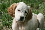 SETTER ANGLAIS 268